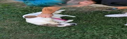 Mixed Breed dogs for adoption: Lizzie for adoption in Leighton Buzzard - Advert 5