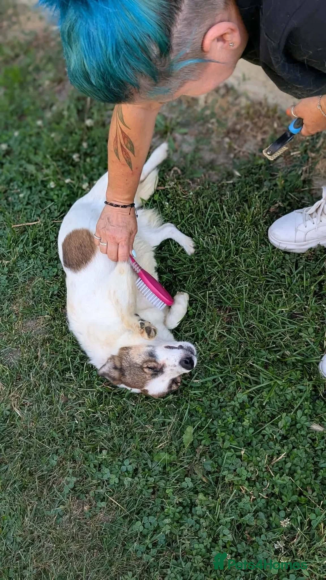 Mixed Breed dogs for adoption: Lizzie for adoption in Leighton Buzzard - Advert 5