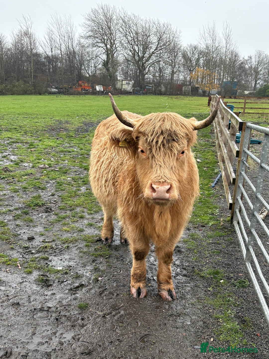 Cows & Bulls livestock for sale: Highland X - Advert 1