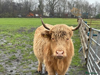 Cows & Bulls livestock Highland X - Advert 2