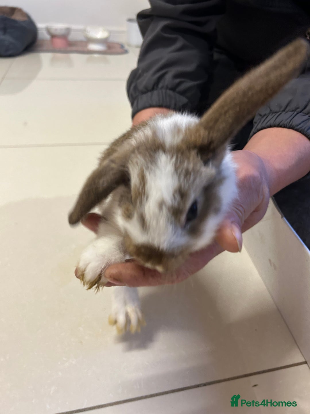 Lionhead rabbits for sale: Lionhead x lop ear - Image 4