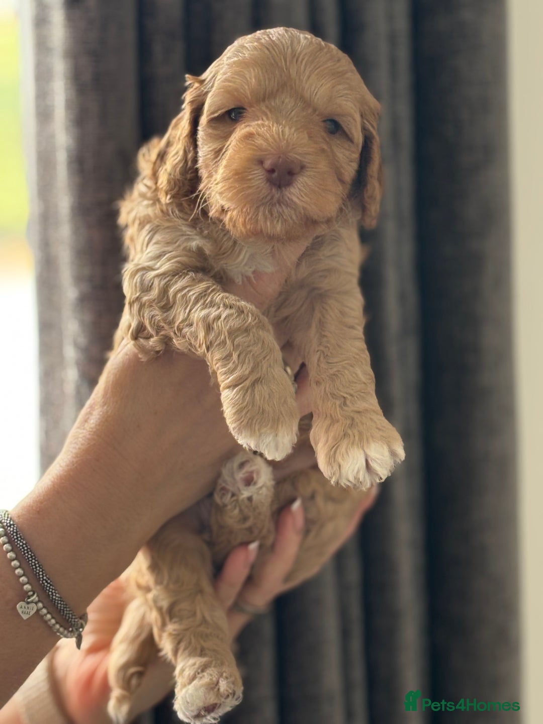 Australian Labradoodle dogs for sale: Pure Australian Labradoodle Puppies ready 30/09/25 - Image 25