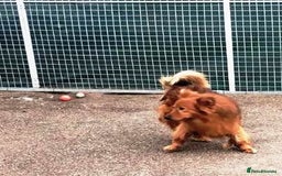 Mixed Breed dogs for adoption: MONTY & DAISY an example of Resilience &Friendship - Image 23