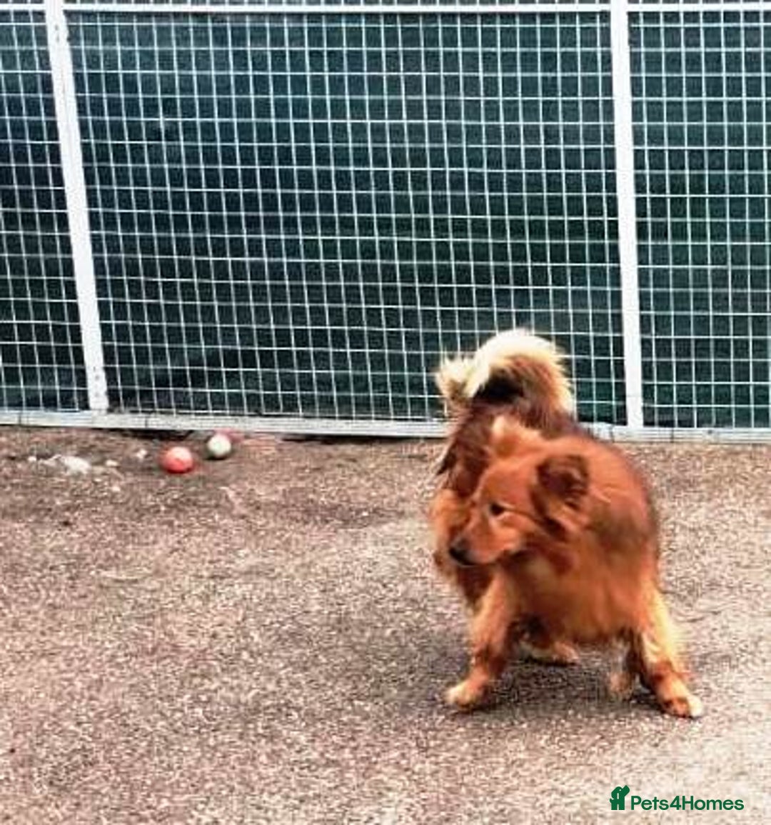 Mixed Breed dogs for adoption: MONTY & DAISY an example of Resilience &Friendship - Image 23
