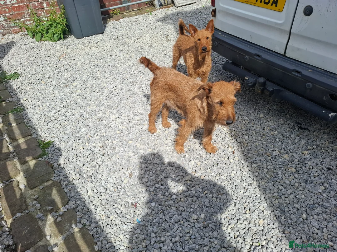 Irish Terrier dogs for sale: Irish Terrier Male puppy  in Bradford - Advert 2