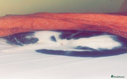 Domestic Shorthair cats for sale: Likes to go out a lot  - Image 3