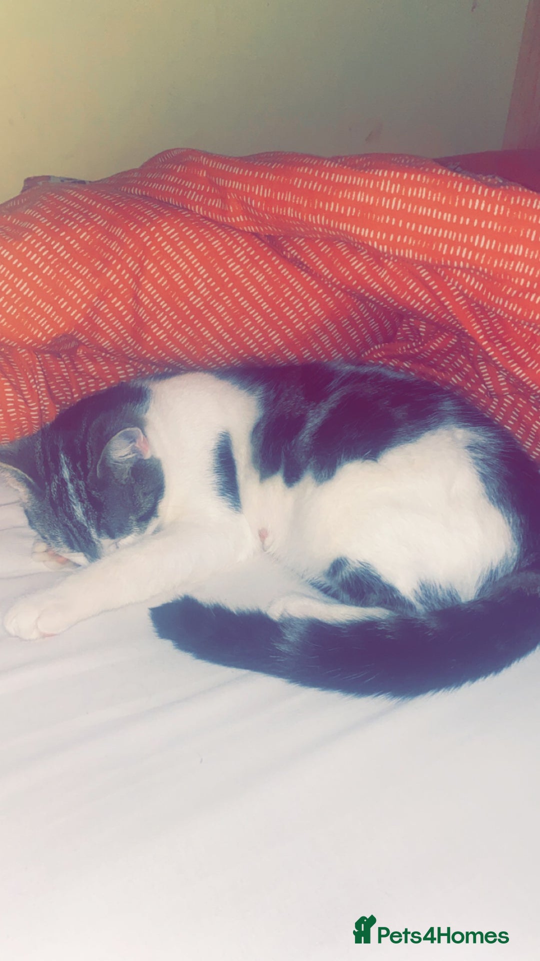 Domestic Shorthair cats for sale: Likes to go out a lot  - Image 3