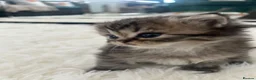 Persian cats for sale: Beautiful Persian boy - Advert 7
