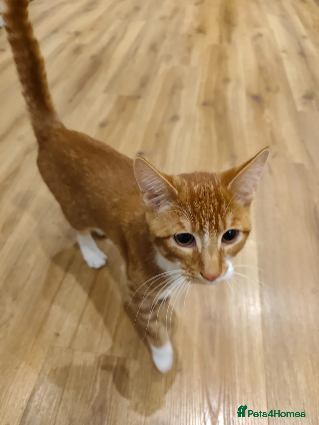 Mixed Breed cats for sale: Ginger boy  in Newark - Advert 2