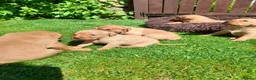 Labrador Retriever dogs for sale: Fox redlabrador puppies  - Advert 10