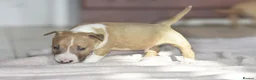 Miniature Bull terrier dogs for sale: Excellent miniature english bull terrier puppies  - Advert 11