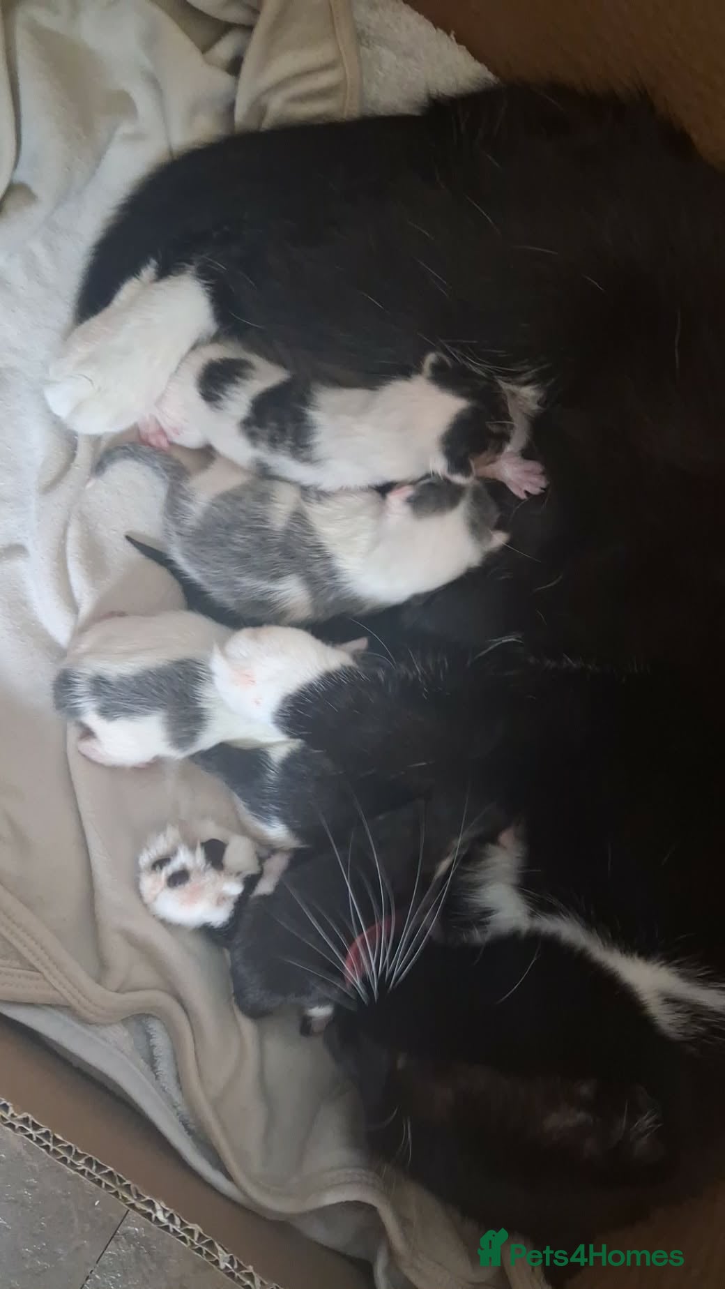 Scottish Fold cats for sale: Part scottish fold kittens  - Advert 13