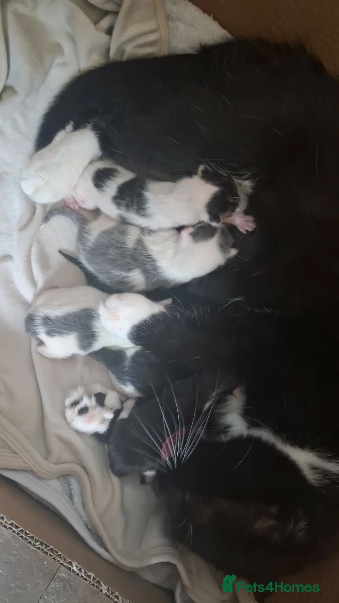 Scottish Fold cats for sale: Part scottish fold kittens  in Newbury - Advert 1
