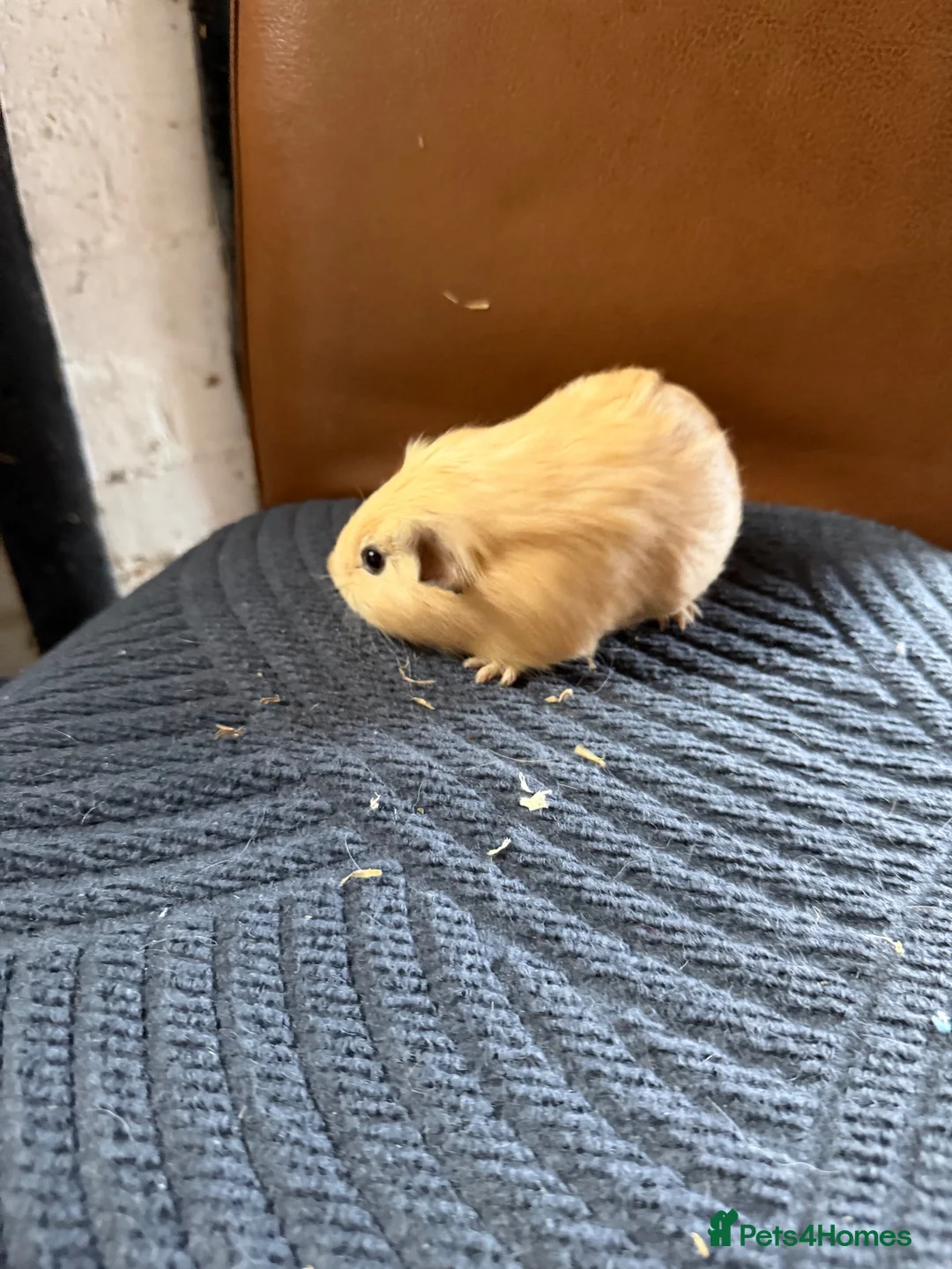 Guinea Pig rodents for sale: 2 baby boars for sale  in Stoke-on-Trent - Advert 2