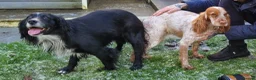 Cocker Spaniel dogs for sale: 2 Stunning Working Cocker Girls! in Maidstone - Advert 10