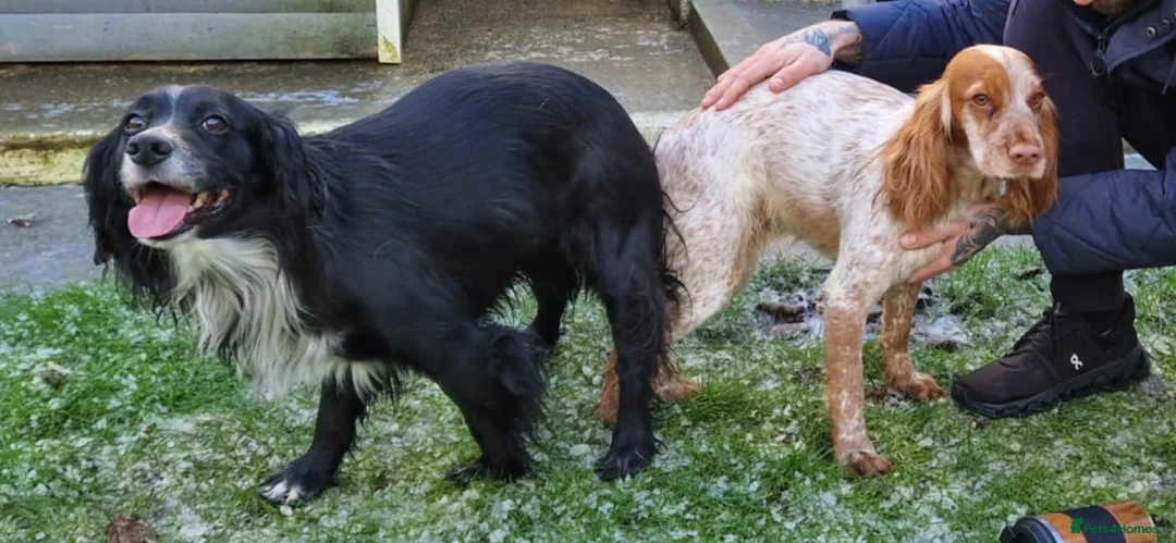 Cocker Spaniel dogs for sale: 2 Stunning Working Cocker Girls! in Maidstone - Advert 10