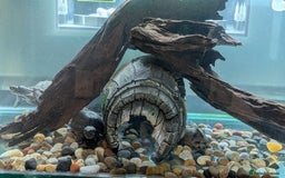 Turtle reptiles for sale: Three turtles with the entire set u+loads of extra - Image 12