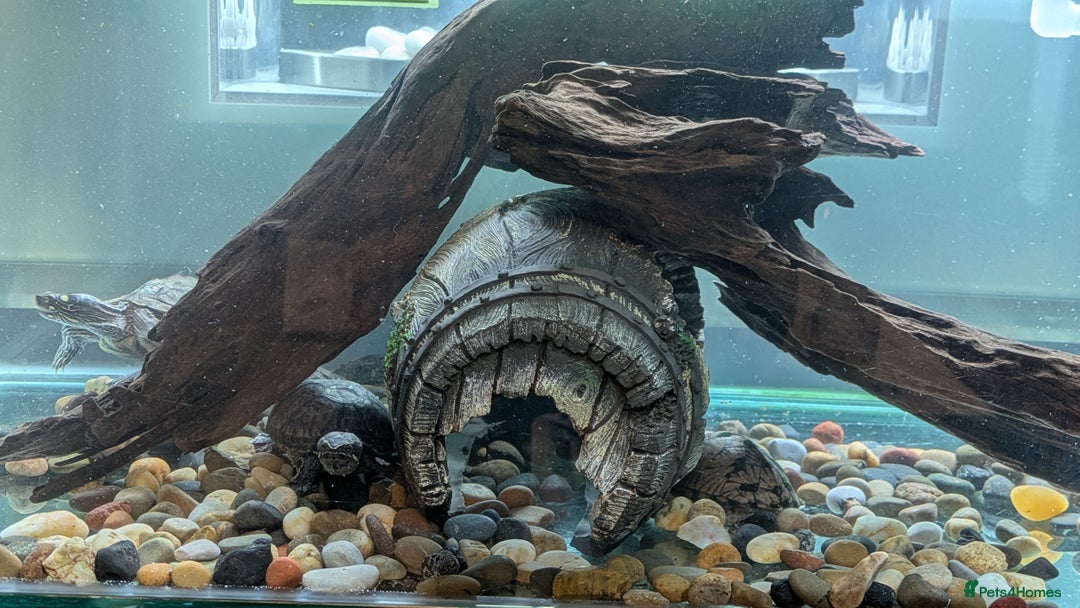 Turtle reptiles for sale: Three turtles with the entire set u+loads of extra - Image 12