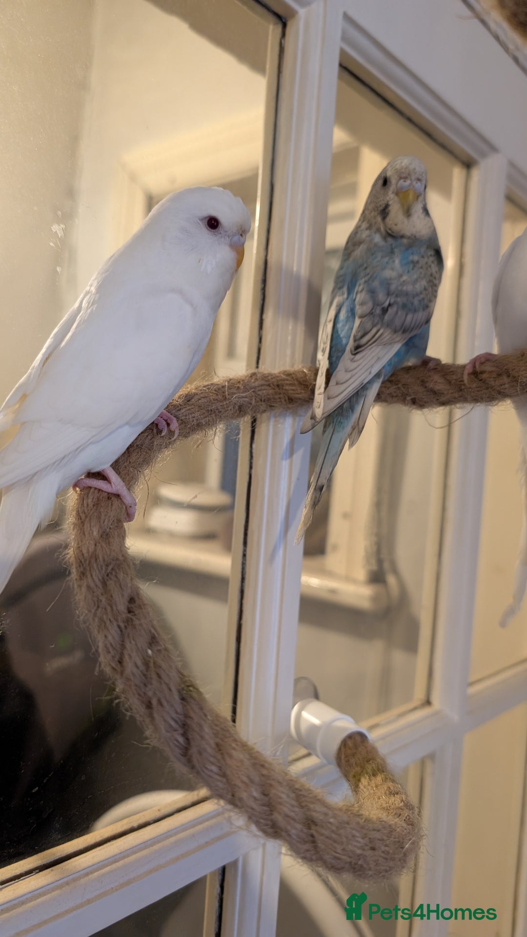 Budgerigars birds for sale: 2 Budgies and Cage - Advert 2