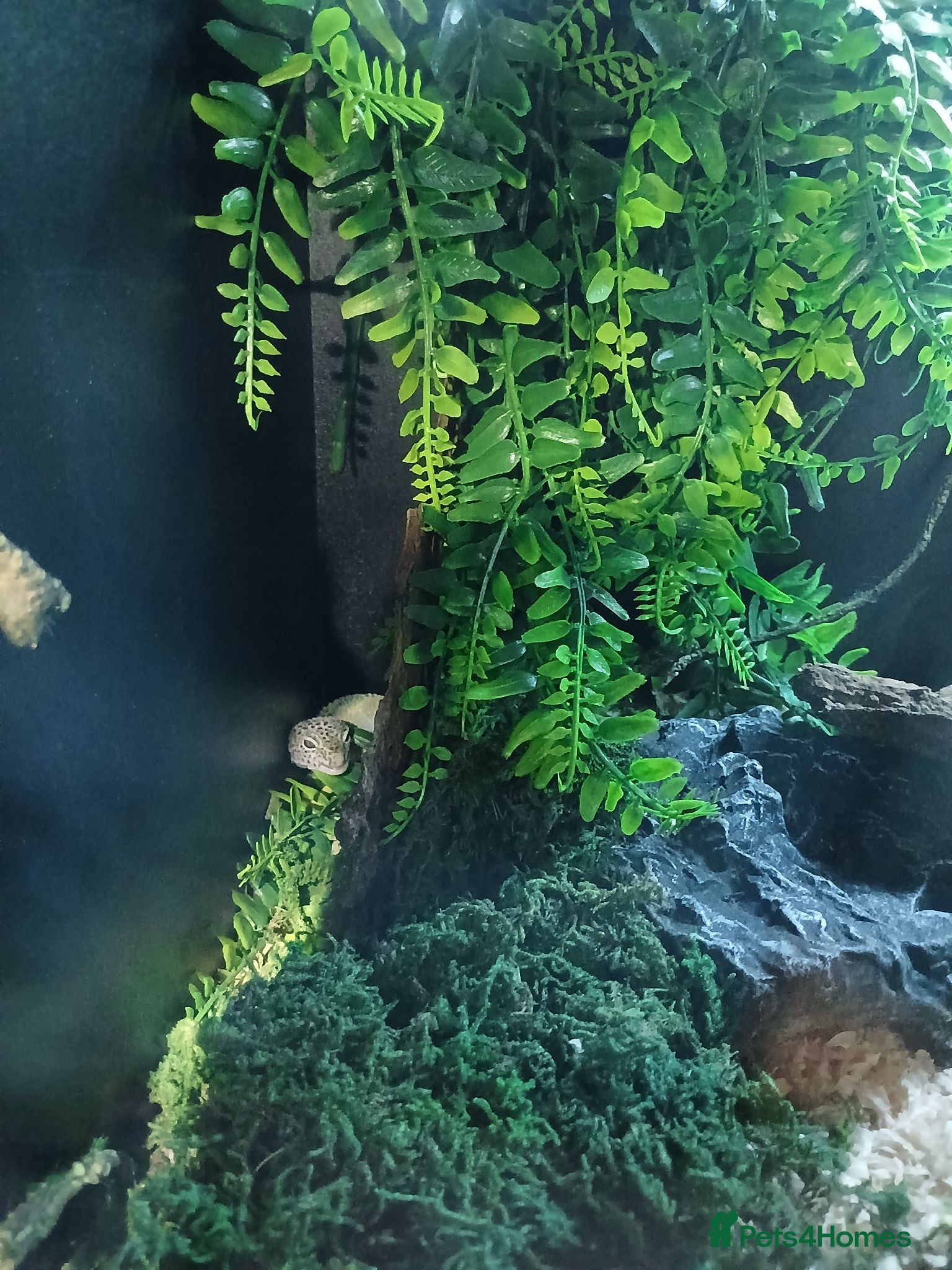 Leopard Gecko reptiles Leopard gecko and set up - Advert 10