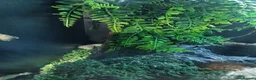 Leopard Gecko reptiles for sale: Leopard gecko and set up - Advert 1