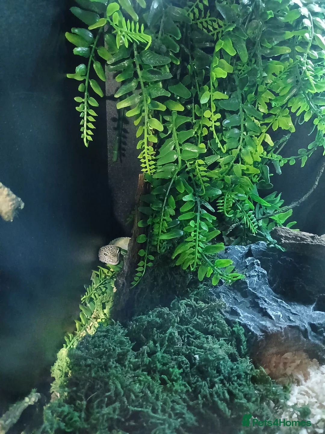 Leopard Gecko reptiles for sale: Leopard gecko and set up - Advert 1