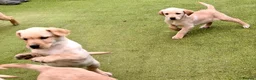Goldador dogs for sale: Goldador puppies - Advert 25