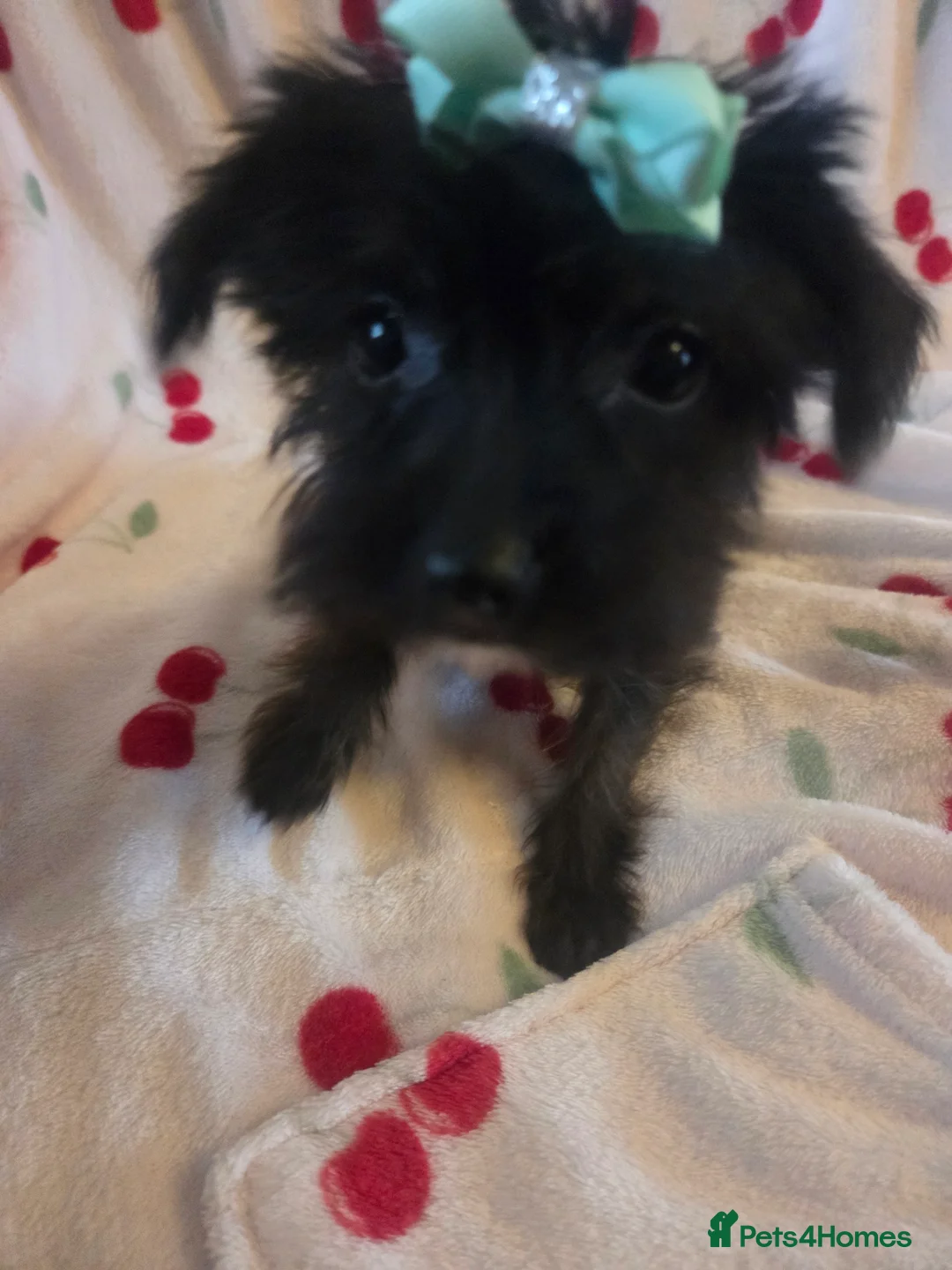 Mixed Breed dogs for sale: Yorkshireterrier xjackrussell  - Advert 10