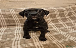 Mixed Breed dogs for sale: Bullmastiff x puppies 🐶  - Advert 28