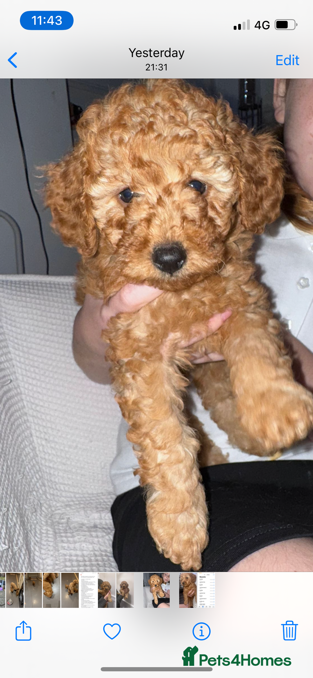 Miniature Poodle dogs for sale: ✨ Last boy available kc miniature poodle ✨ - Image 2