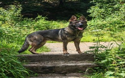 German Shepherd dogs for sale: Beautiful DDR Chech GSD - Image 2