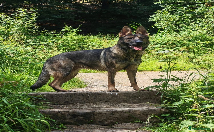 German Shepherd dogs - Advert 10