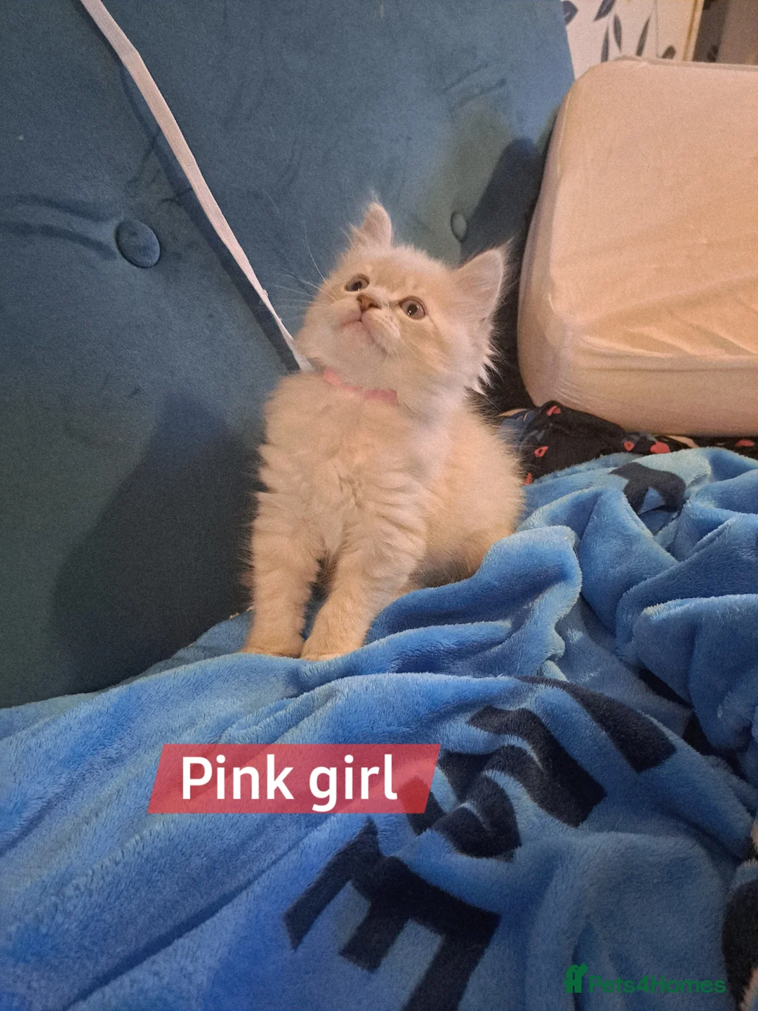 Mixed Breed cats for sale: Beautiful maine coon mix kittens available 💜 - Advert 4