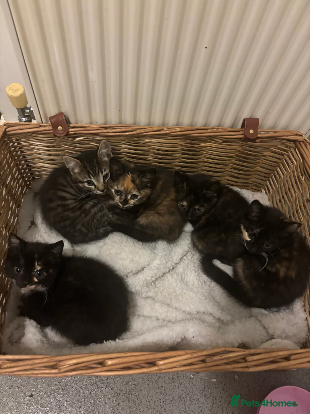 Mixed Breed cats for sale: Beautiful calico and tortoise shell kittens - Advert 3
