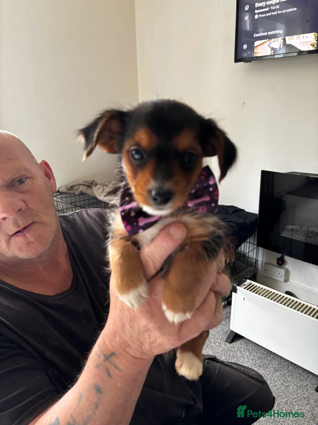 Yorkshire Terrier dogs for sale: Gorgeous Yorkshire terriers (1 girl left) - Advert 2