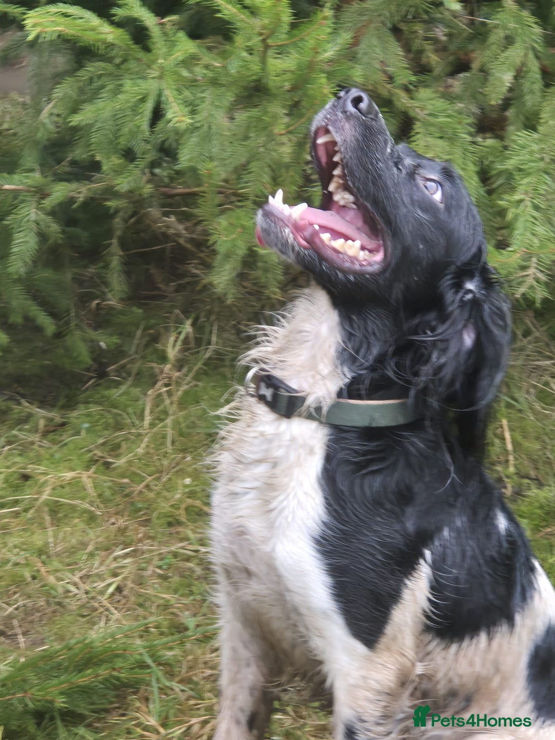 English Springer Spaniel dogs for stud: Stud: Proven KC reg, English Springer Spaniel in Tidworth - Advert 7