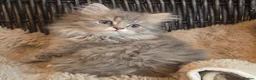 Persian cats for sale: Adorable pure Persian babies ready now  - Advert 8