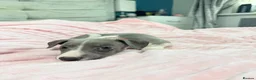 Whippet dogs for sale: Whippet puppies  - Advert 9
