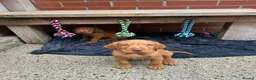 Hungarian Vizsla dogs for sale: Wire haired Hungarian Vizsla pups - Advert 5