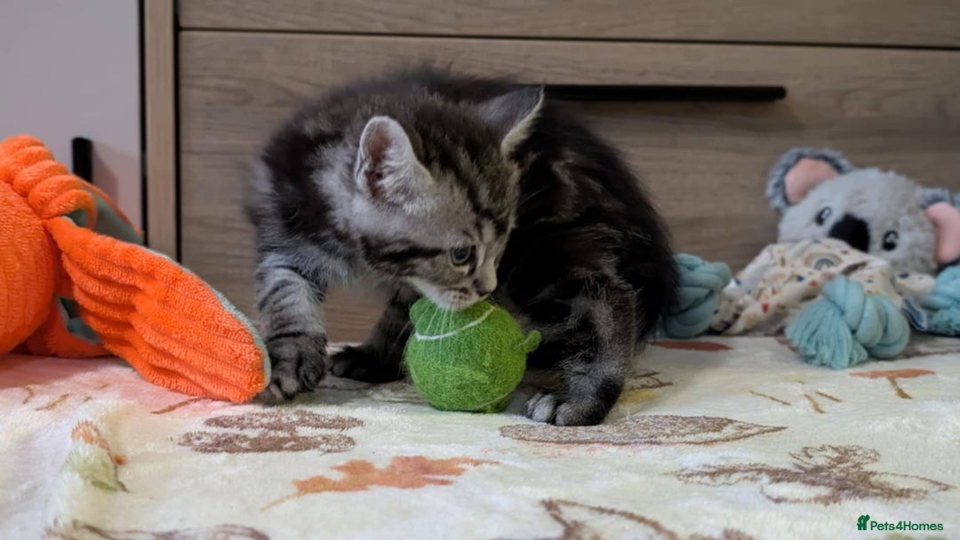 Maine Coon cats for sale: Maine Coon - Image 15