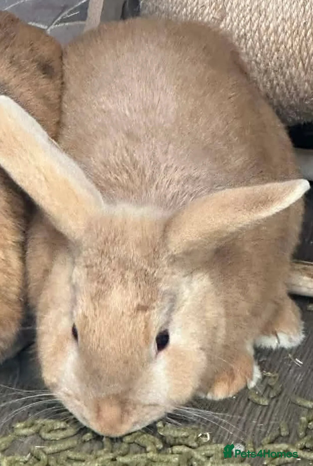 Mixed Breed rabbits for sale: Harley Quinn Lionhead pair of rabbits in Peterborough - Advert 2