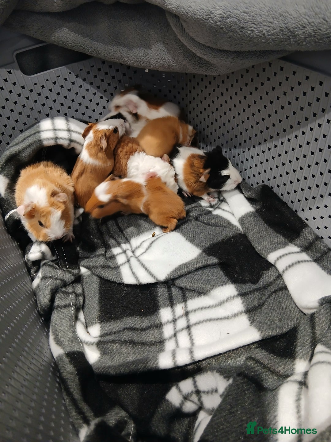 Guinea Pig rodents for sale: 2 female guineapigs and 8 baby guineapigs - Advert 3