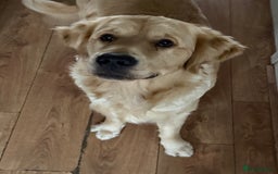 Golden Retriever dogs for sale: Golden retriever for sale - Image 3