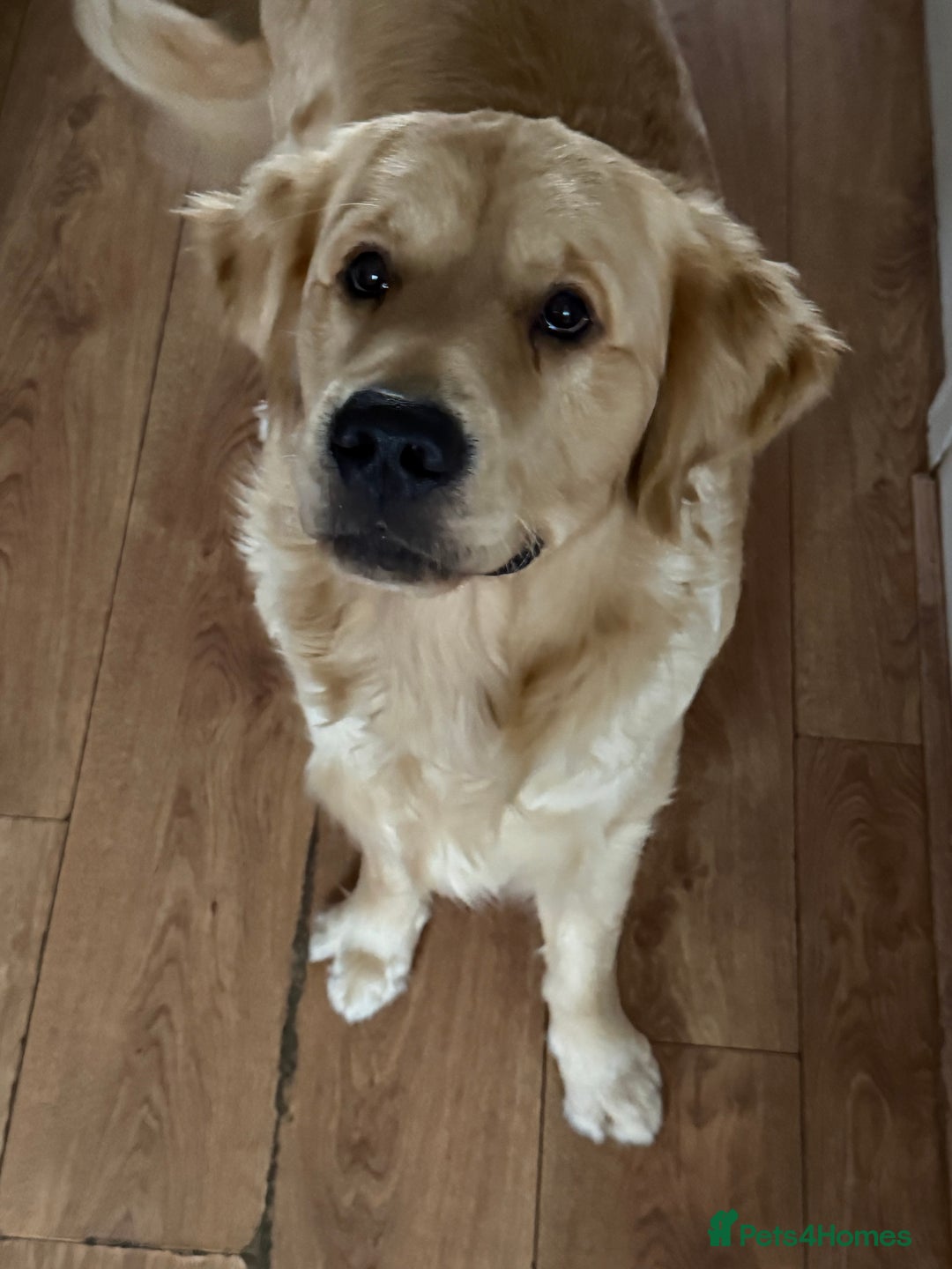 Golden Retriever dogs for sale: Golden retriever for sale - Image 3