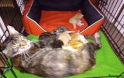 Maine Coon cats for sale: Maicoon XL - Image 34