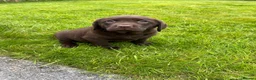 Labrador Retriever dogs for sale: 0/0 hips ⭐️ HEALTH TESTED KC REG chocolate puppies in Llanybydder - Advert 11