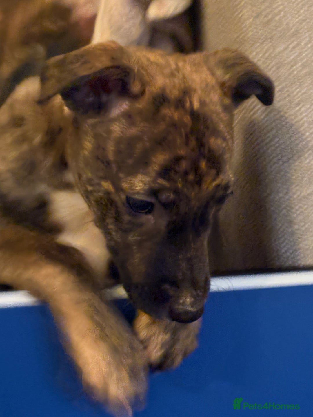 Lurcher dogs for sale: Lurcher puppies - Advert 2