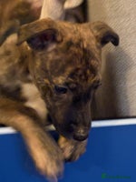 Lurcher dogs Lurcher puppies - Advert 3