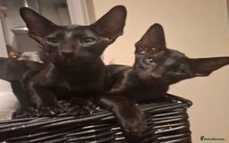 Oriental cats for sale: Absolutly loving beautiful oriental kittens - Image 5