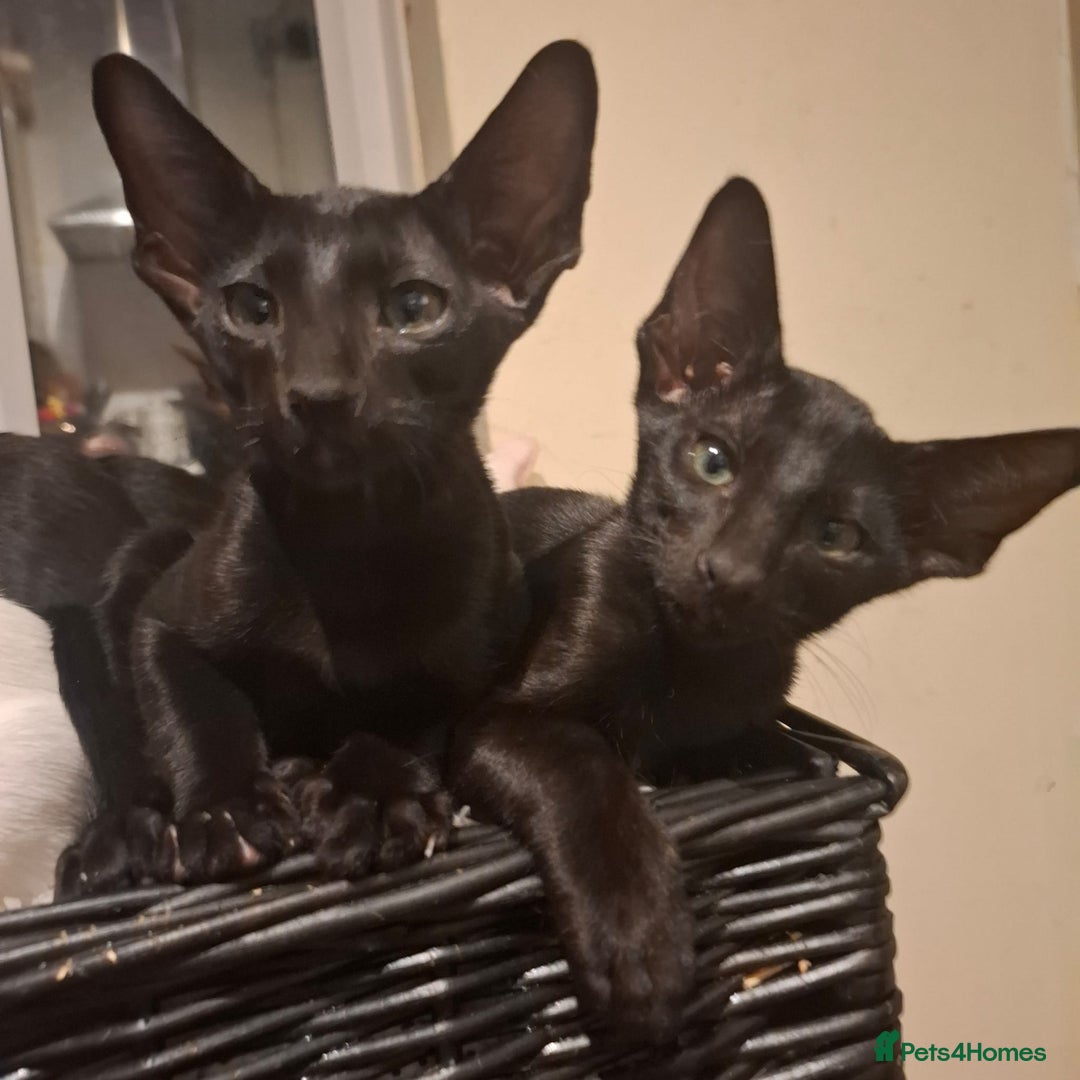 Oriental cats for sale: Absolutly loving beautiful oriental kittens - Image 5